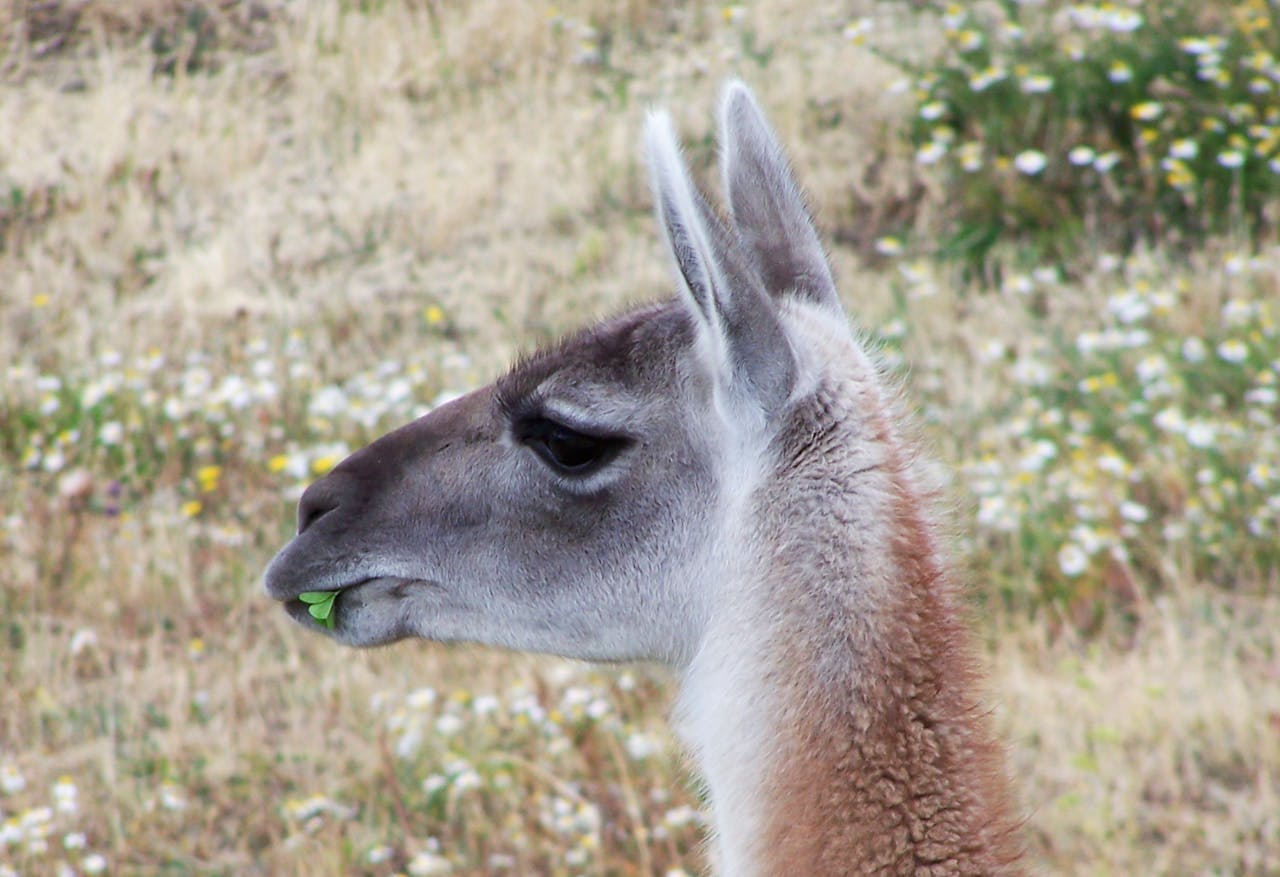 A captivating close-up of a guanaco in the Magallanes region of Chile.